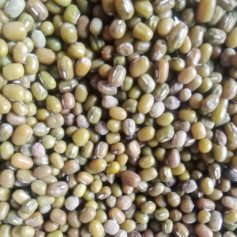 

kacang hijau