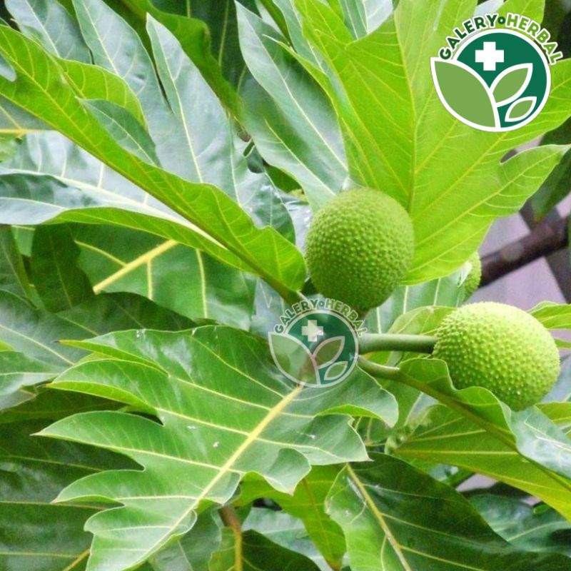

Daun Sukun Fresh 500gr Obat Herbal Daun Sukun