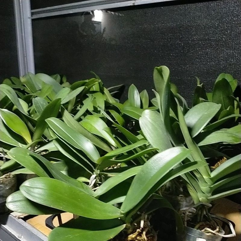 Anggrek Bulan Pasca Bunga JUMBO