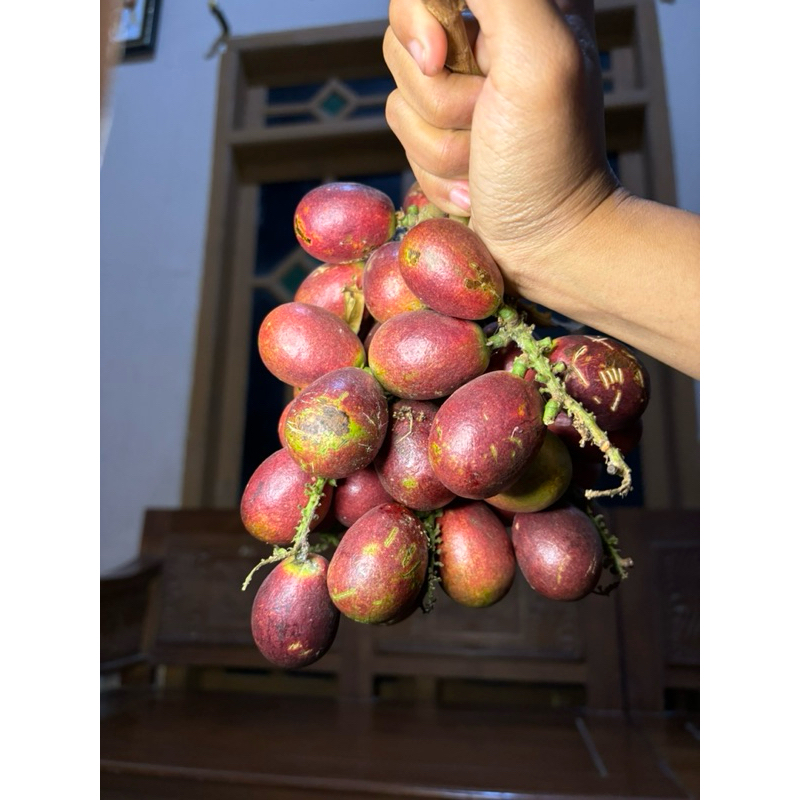 

Buah matoa super daging tebal