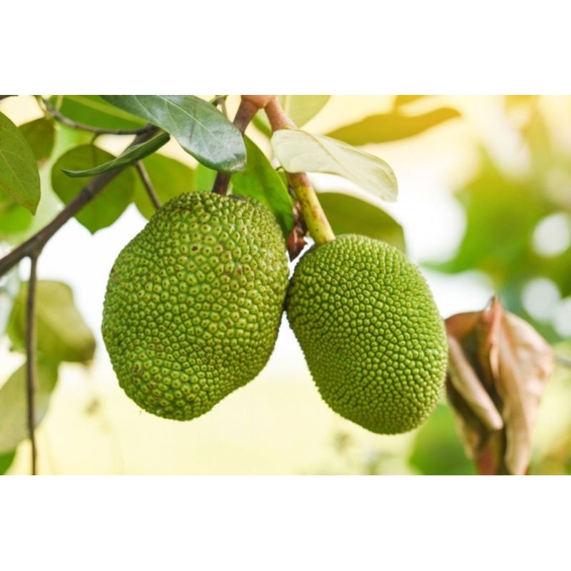 jual buah nangka utuh/satuan