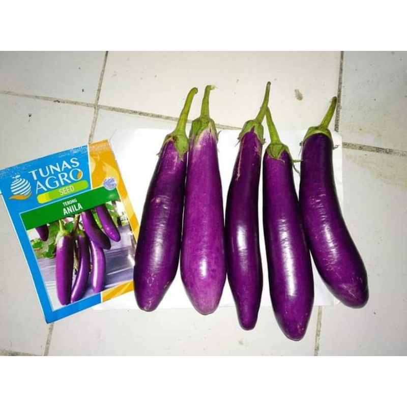 BENIH TERONG UNGU ANILA DAN TERONG UNGU RIMANG TUNAS AGRO, TAHAN VIRUS TAVI TUNAS AGRO BUAH LEBAT BO