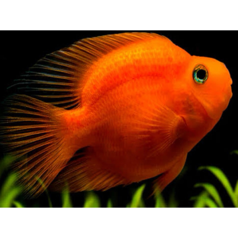 red parrot / parrot merah