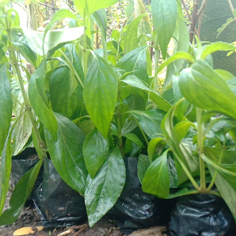 

bibit pohon sambiloto 1 polibag isi 2 siap di tanam