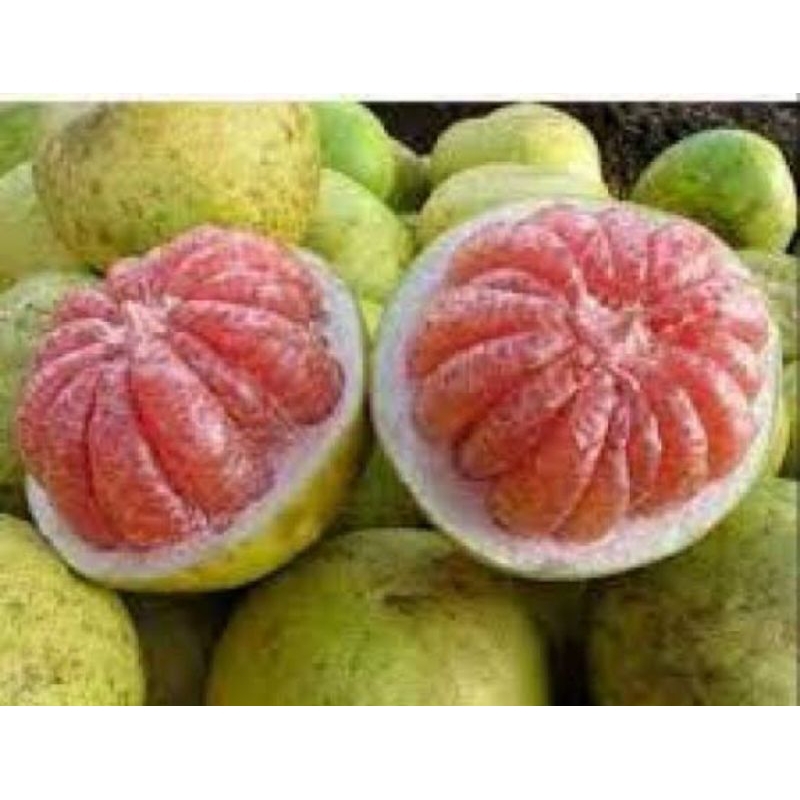 

jeruk bali isi 1 buah