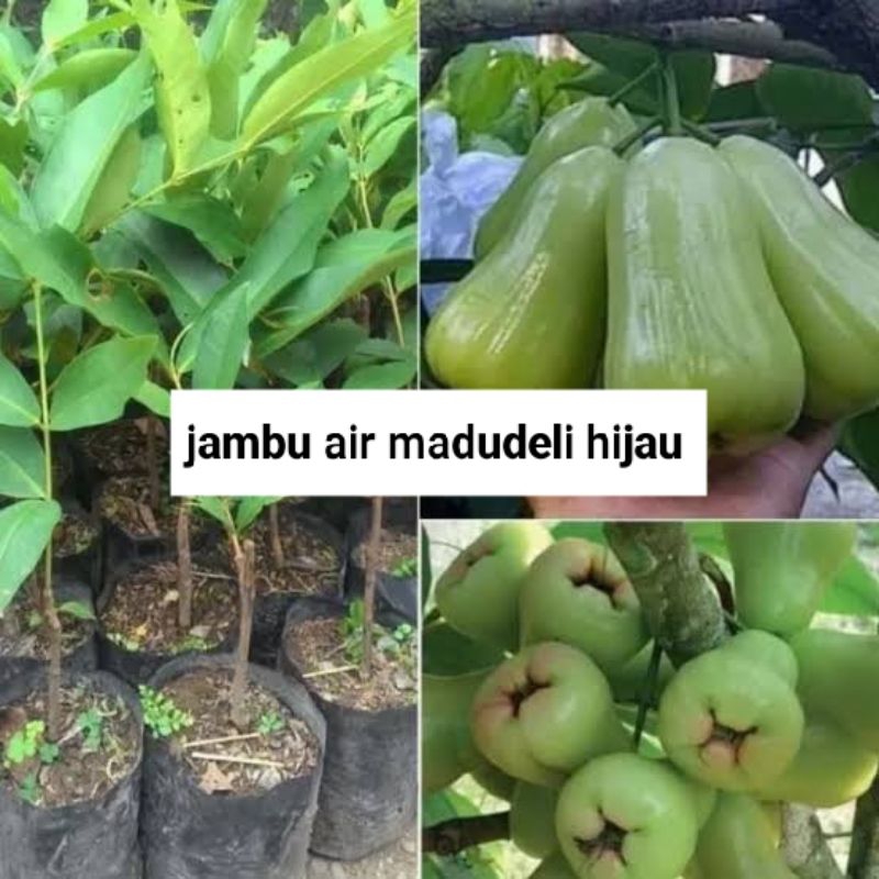bibit jambu madu deli hijau