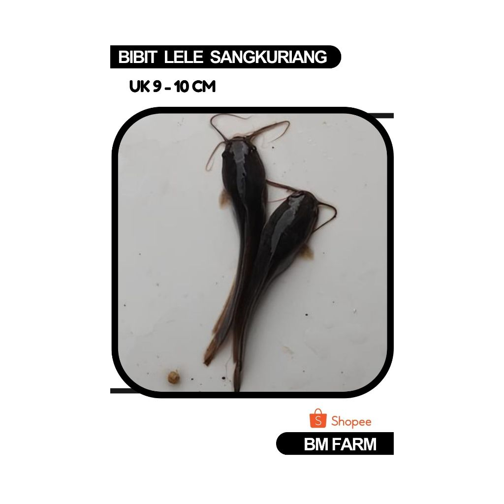 Bibit Lele Uk. 9-10cm Sangkuriang Terbaik