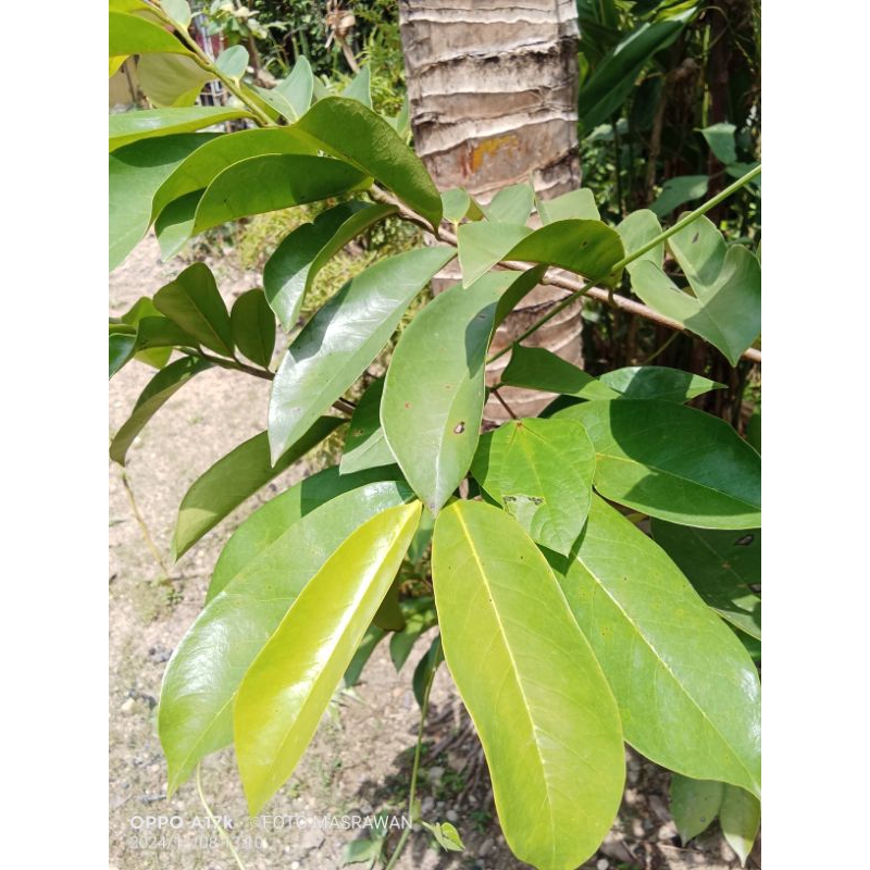 

100 LEMBAR DAUN SIRSAK SEGAR