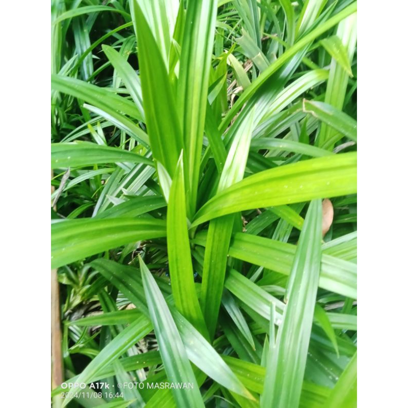 

500 g Daun Pandan Wangi