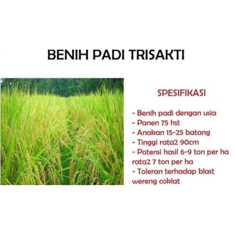Benih Padi Trisakti 5 Kg