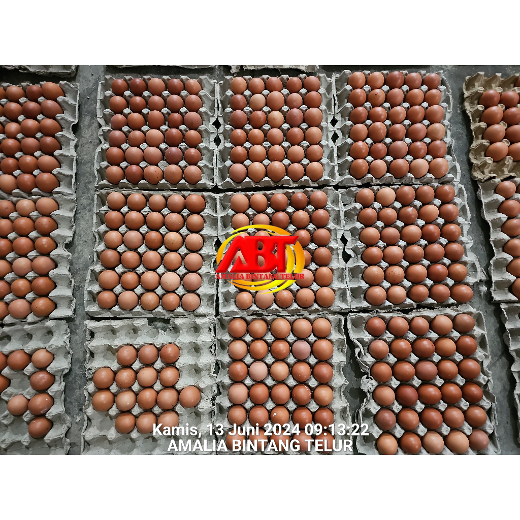 

Telur Ayam Negeri 1 Tray isi 30 Butir