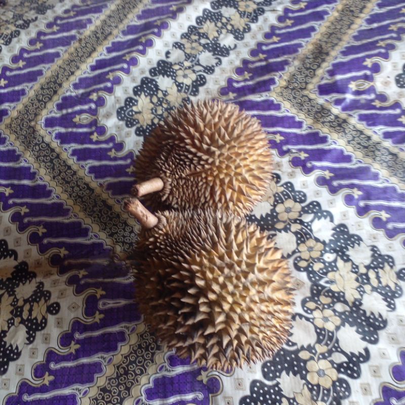 

Durian Afrika Selatan