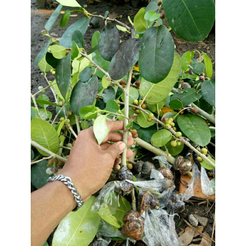 bibit bonsai amplas taiwan import