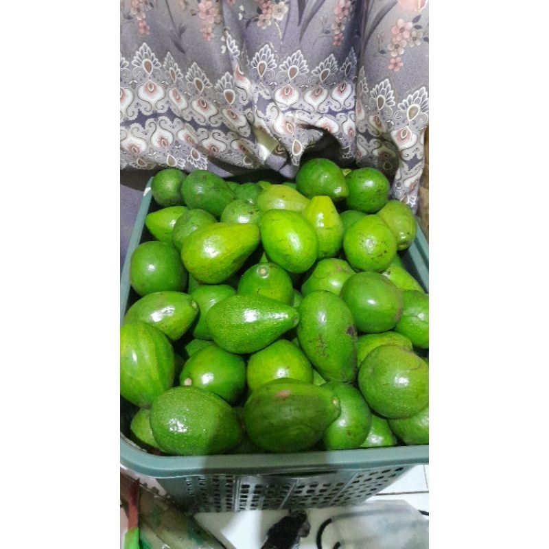 

RB Alpukat Mentega Boyolali Segar Tanpa Serat