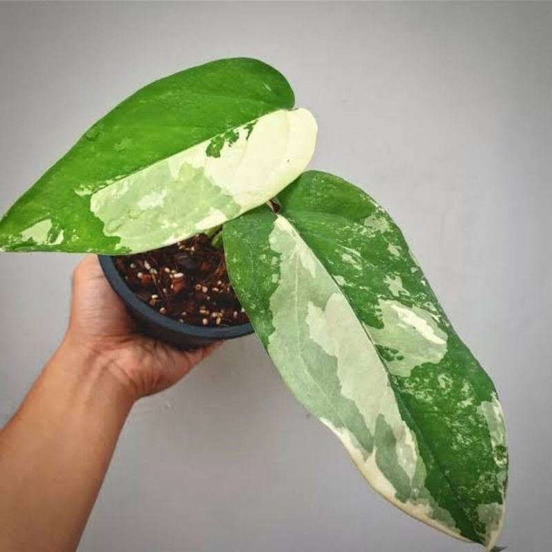 Tanaman Hias Syngonium Chiapense Varigata 1-2 Daun