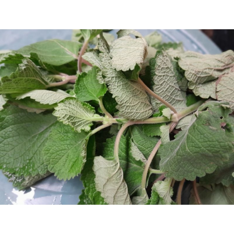 

Sayur bangun-bangun