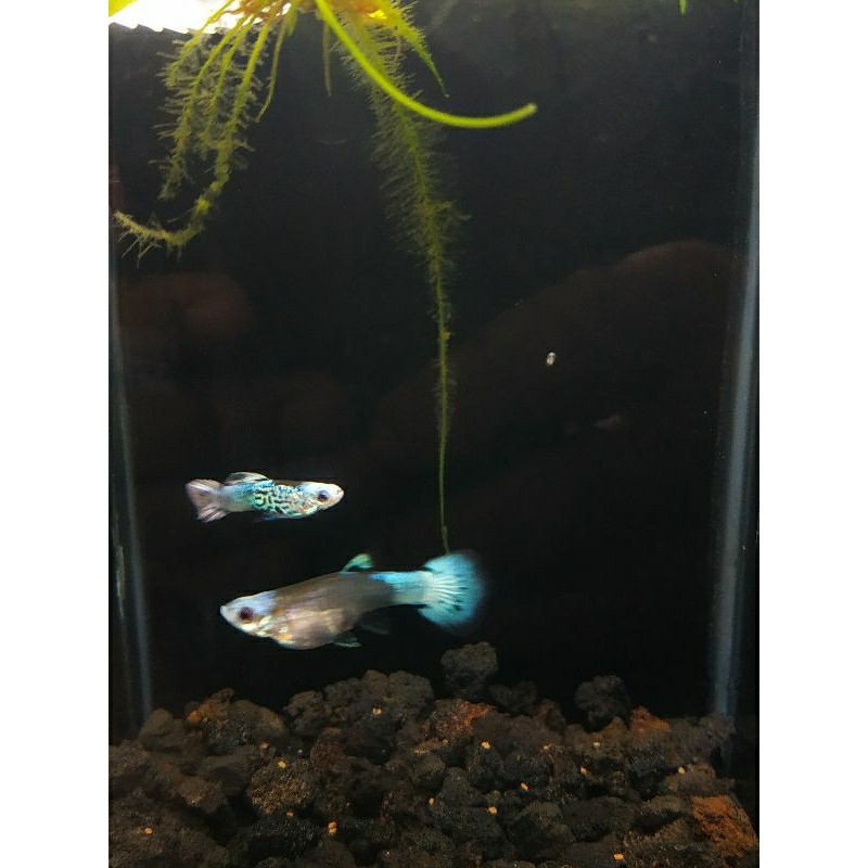 Snake skin blue koi guppy (RARE)