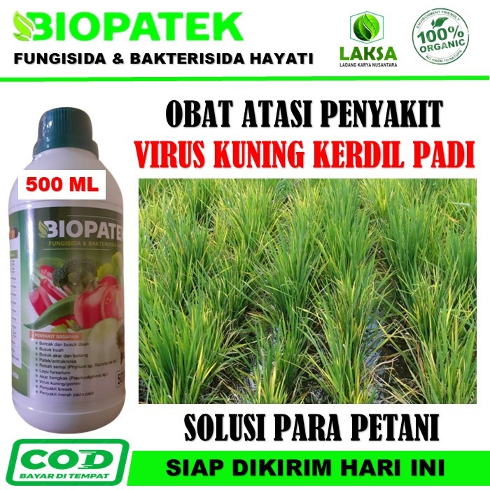 Obat atasi kuning kerdil Padi - Obat Kresek Padi Biopatek fungisida bakterisida hayati - Biopatek Fu