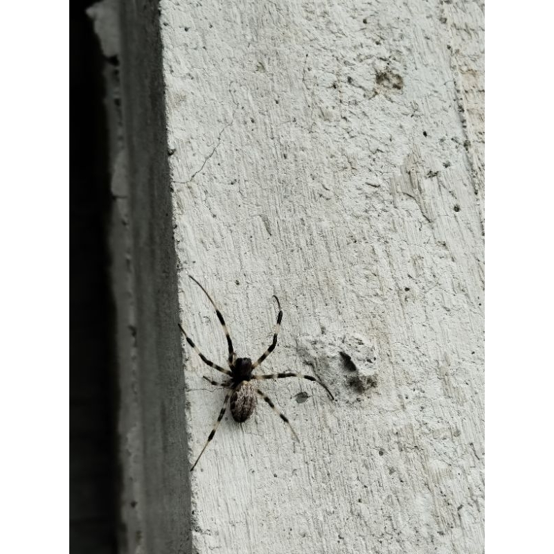 laba laba rumah hidup