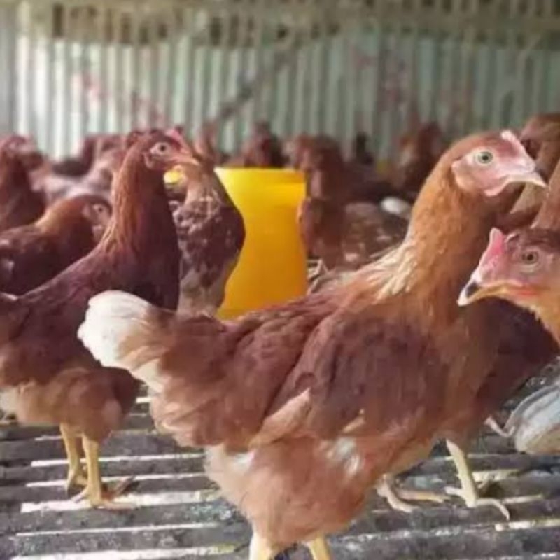 PULLET AYAM PETELUR USIA REMAJA