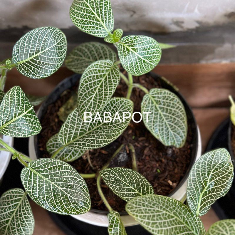 Tanaman Hias Fittonia Green White