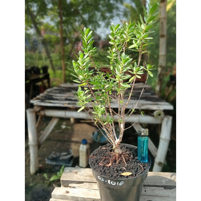 QA-1018, BAHAN BONSAI SANTIGI MAWAR SUPER SEMAI BIJI