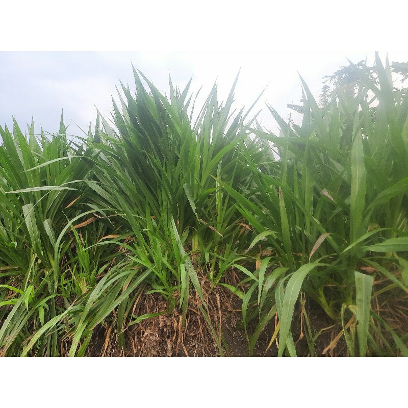 bibit rumput odot pakan ternak