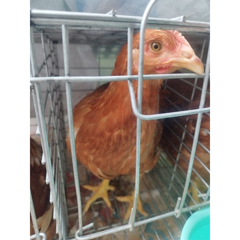 pullet ayam petelur usia 15 minggu