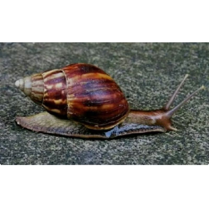 

bekicot ,keong gunung ,buat obat,per 5 biji