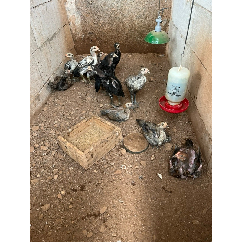 Ayam Bangkok >< Mangon >< Plucker