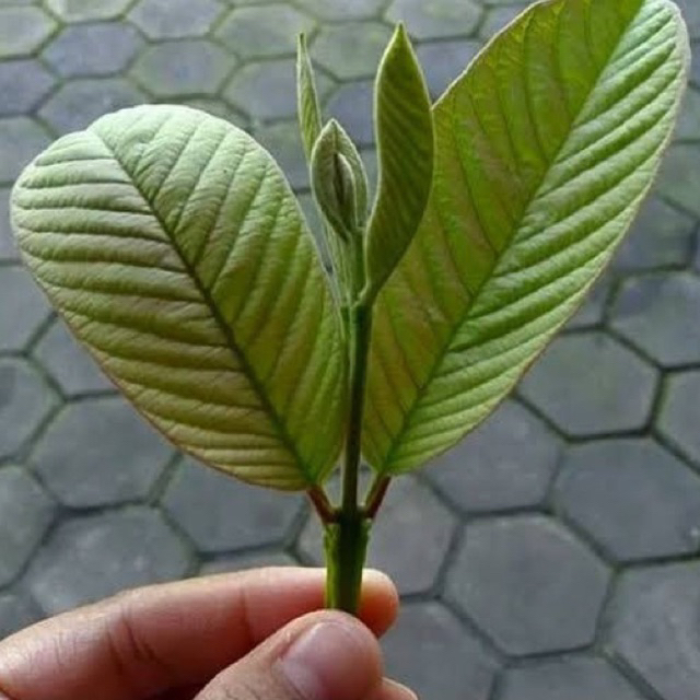 

Daun Jambu Biji Fresh 500gram