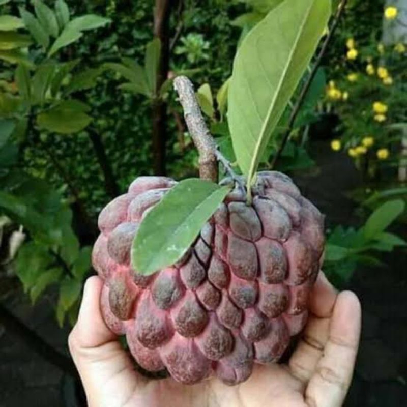 

Srikaya merah segar buah nona buah langka per pcs