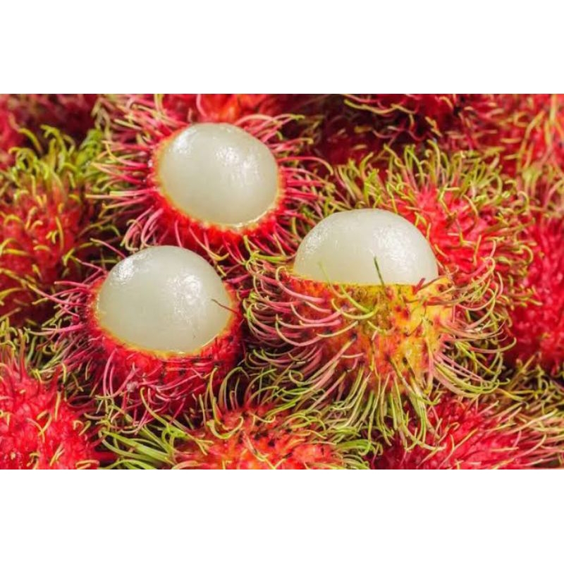

rambutan buah langka - aceh segar 500gram