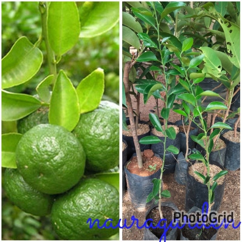 

bibit jeruk sambel limau