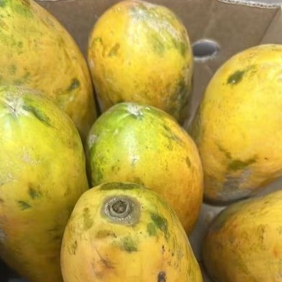 

Buah Pepaya 1 pcs