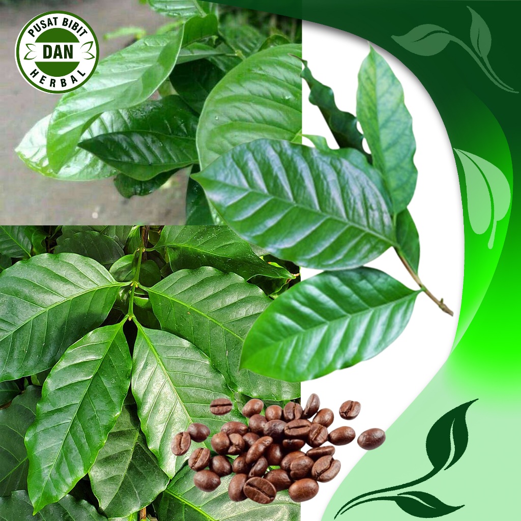 

Daun kopi segar dan pucuk nya 150 gram - Pusat Bibit dan herbal