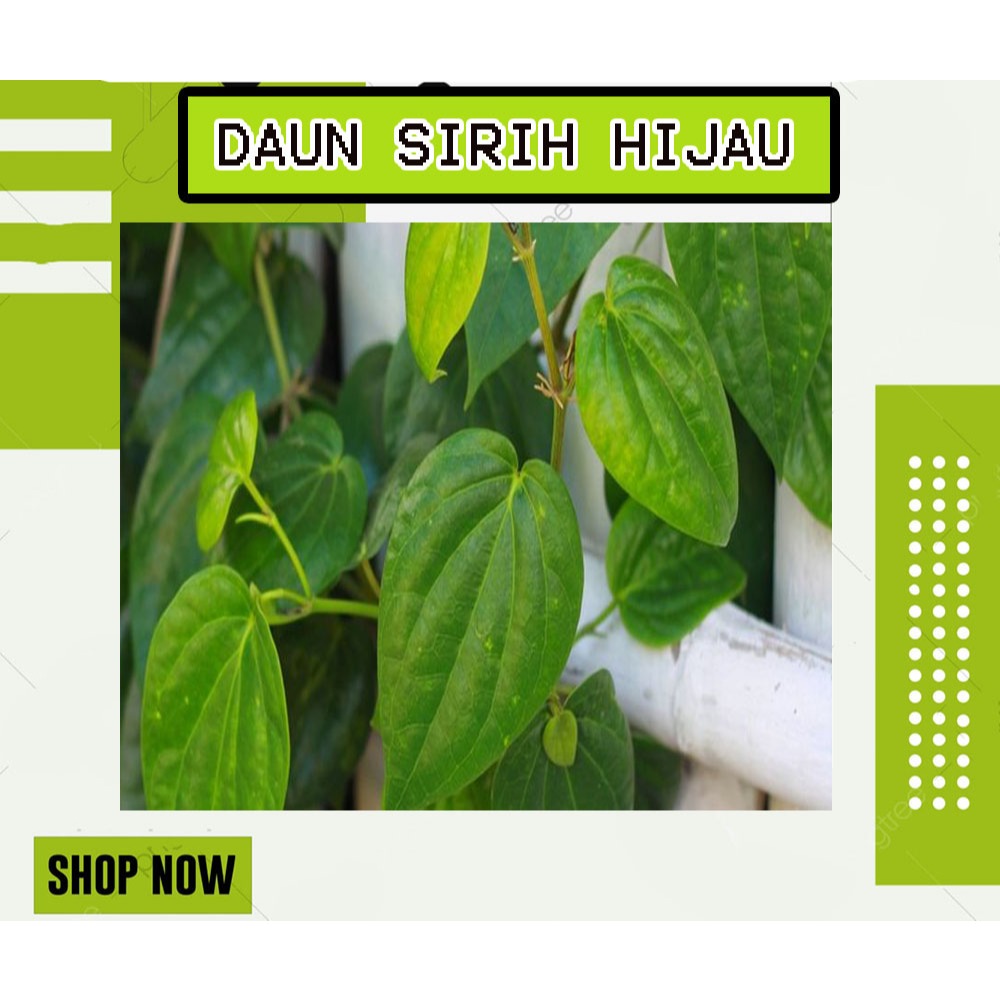 

DAUN SIRIH HIJAU BASAH SEGAR FRESH | PER 35 LEMBAR | MURAH DAN ANTI OKSIDAN