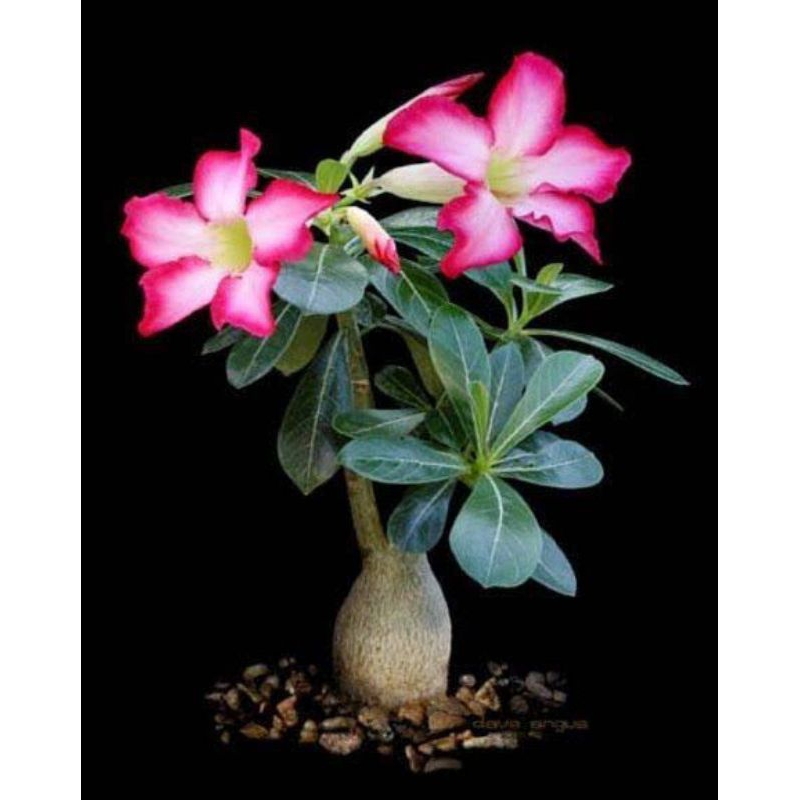 PROMOADENIUM BUNGA TUMPUK KAMBOJA JEPANG BUNGA / ADENIUM KAMBOJA JEPANG