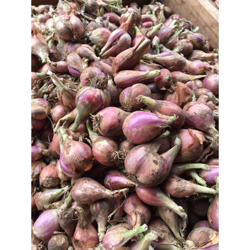 

BAWANG SUMENEP GORENG
