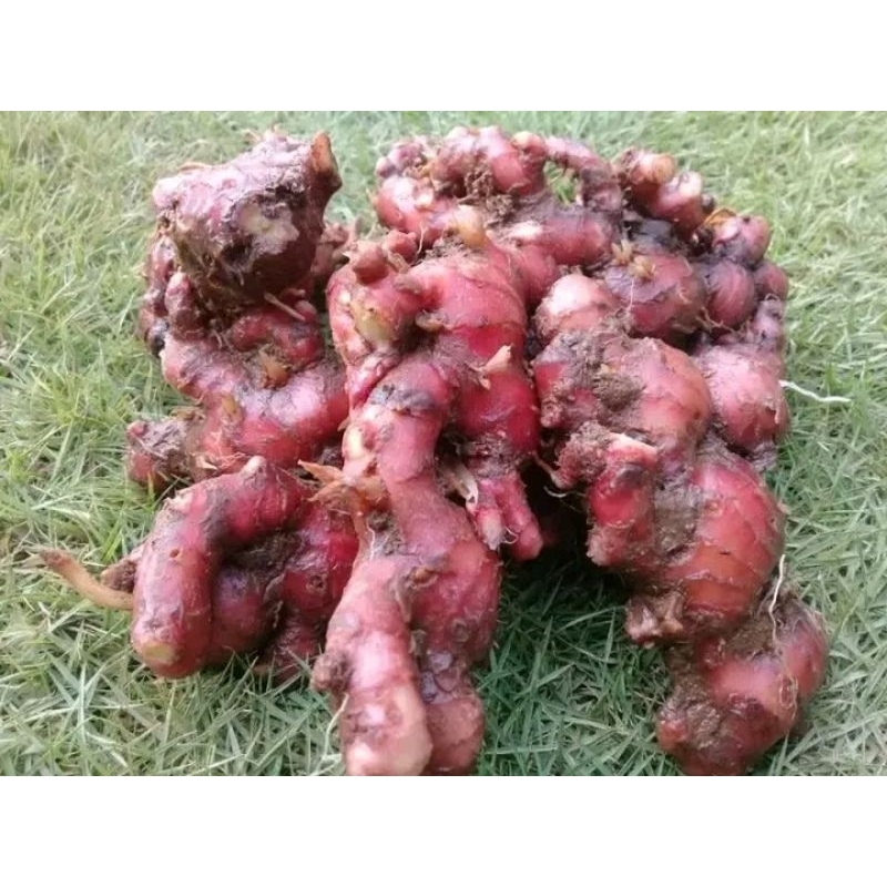 

jahe merah super pilihan 1kg