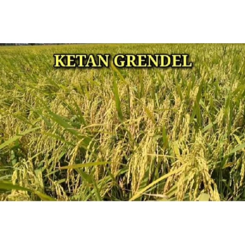 

GROSIR MURAH MERIAH 1 KG PADI KETAN PUTIH GRENDEL
