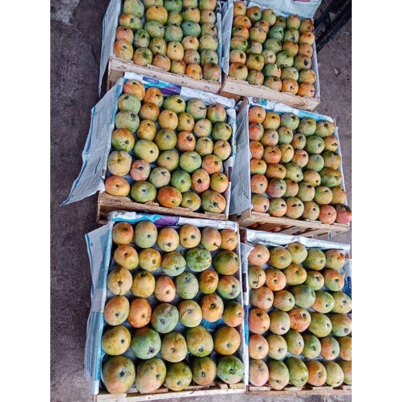 

Mangga Gedong Gincu Grade B 1 kg Asli Indramayu