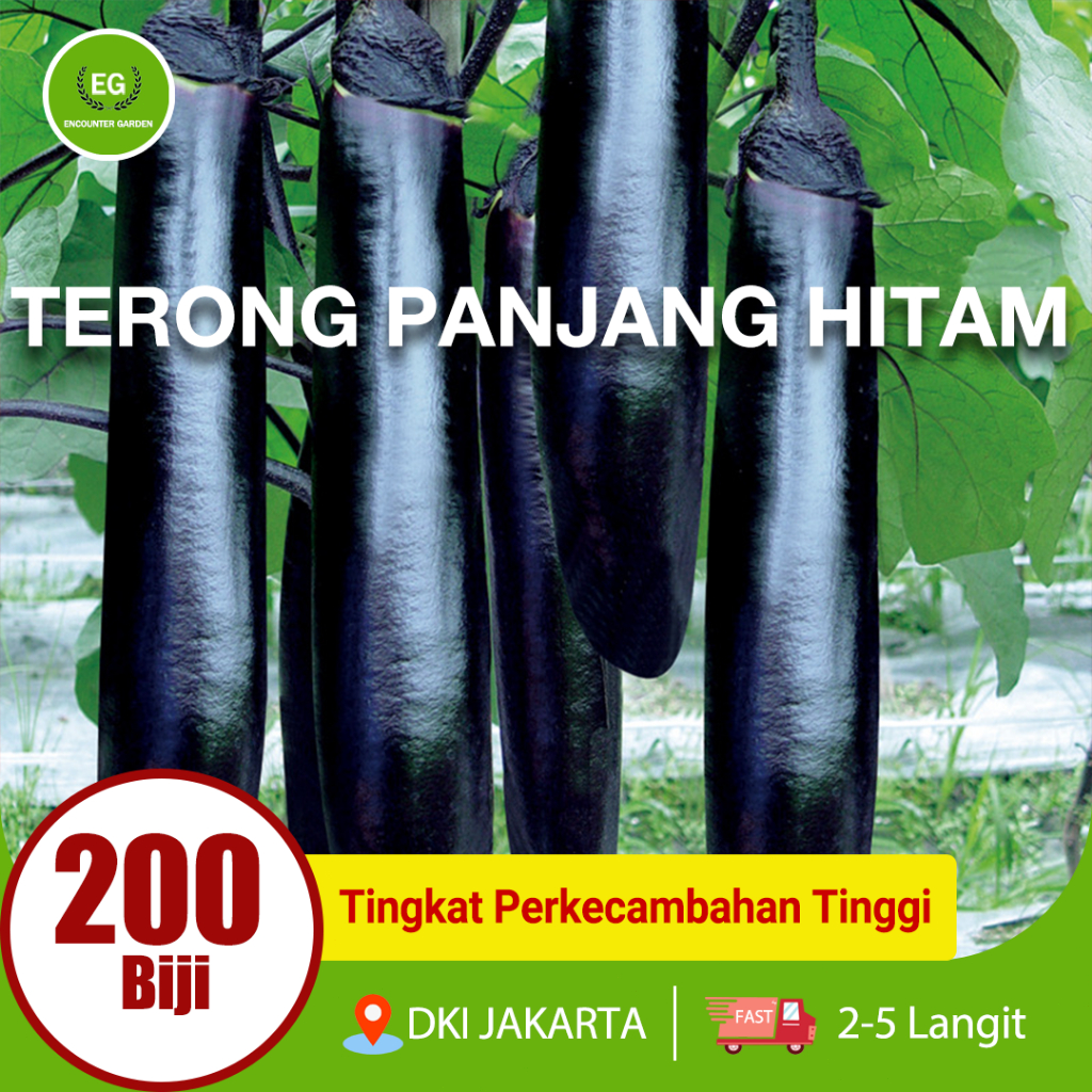 Biji terong panjang hitam