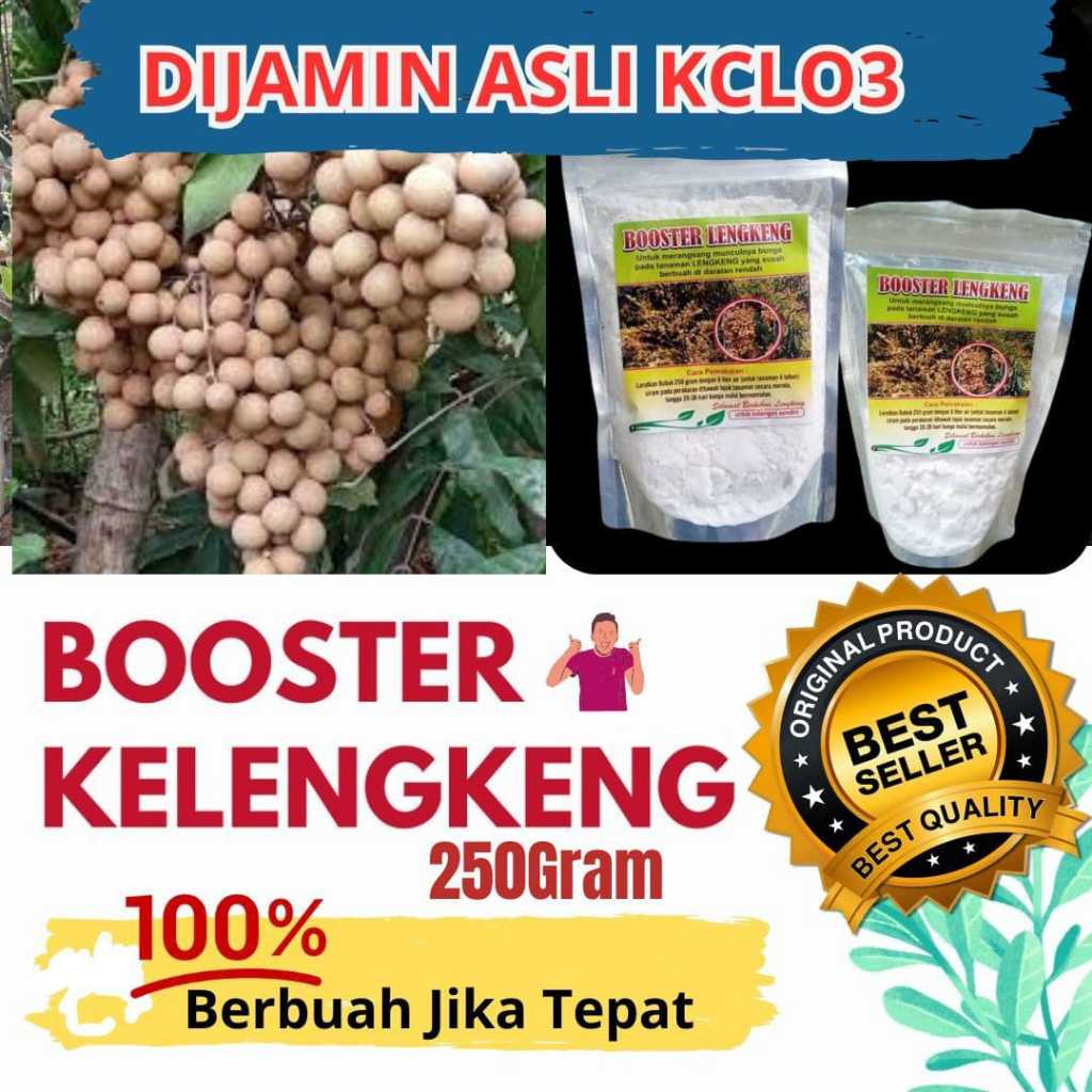 Booster kelengkeng cepat berbuah, Booster kelengkeng kclo3 murni,  Booster kelengkeng murni
