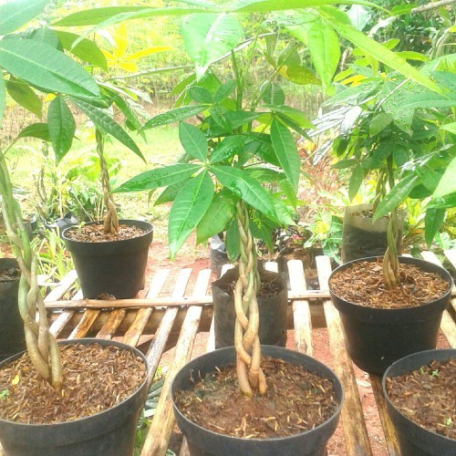 Bibit Pohon Bonsai Uang Kepang Berkualitas untuk hiasan depan rumah