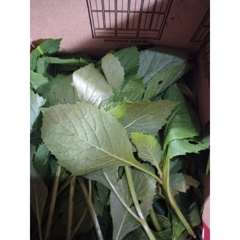 

DAUN SINTRONG SEGAR 1kg