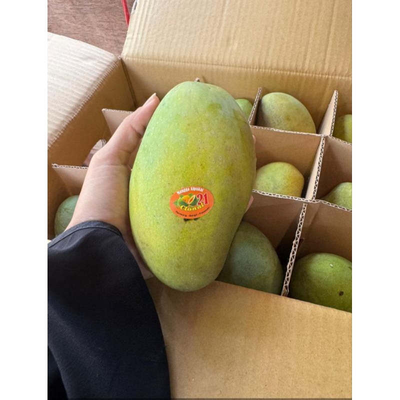 

MANGGA ALPUKAT BANGIL ASLI SUPER MATANG SEMPURNA DUS-AN ISI 5KG-AN 10-12 BUAH, YANG BERANI AJA