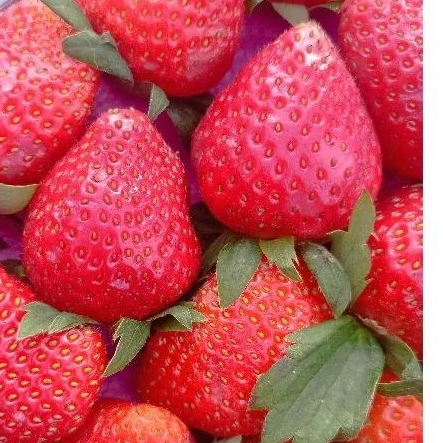 

Buah strawberi / strawberry grade A 250 gr