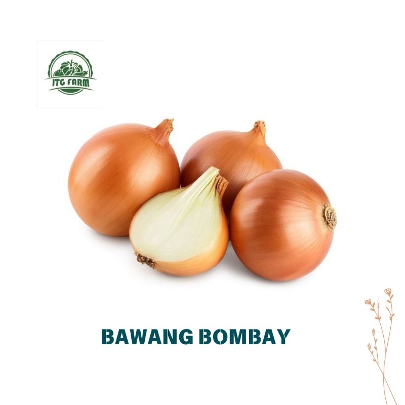 

Bawang Bombay 500gram