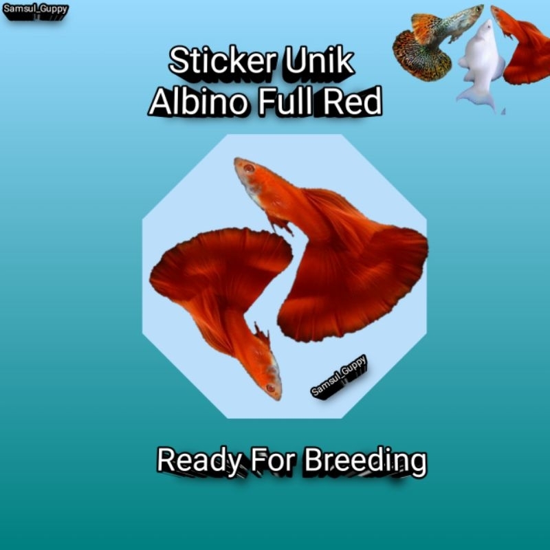 

PROMO STICKER UNIK ALBINO FULL RED